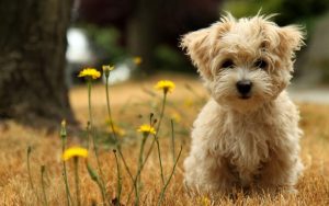 From Yahoo:  Best dog breeds for seniors #1 is the Maltese